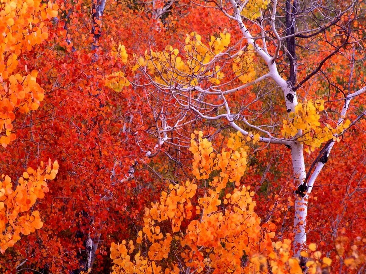 Осенние деревья осина. Осинка осенью. Осиновый лес осенью. Осина осенью. Осинка листья осенью