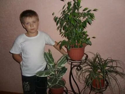 Чаще фикус поливай
