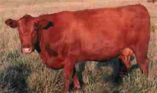 Год красной коровы. Красный теленок. Красный теленок в Израиле. Родилась красная корова. В Израиле родилась красная корова.