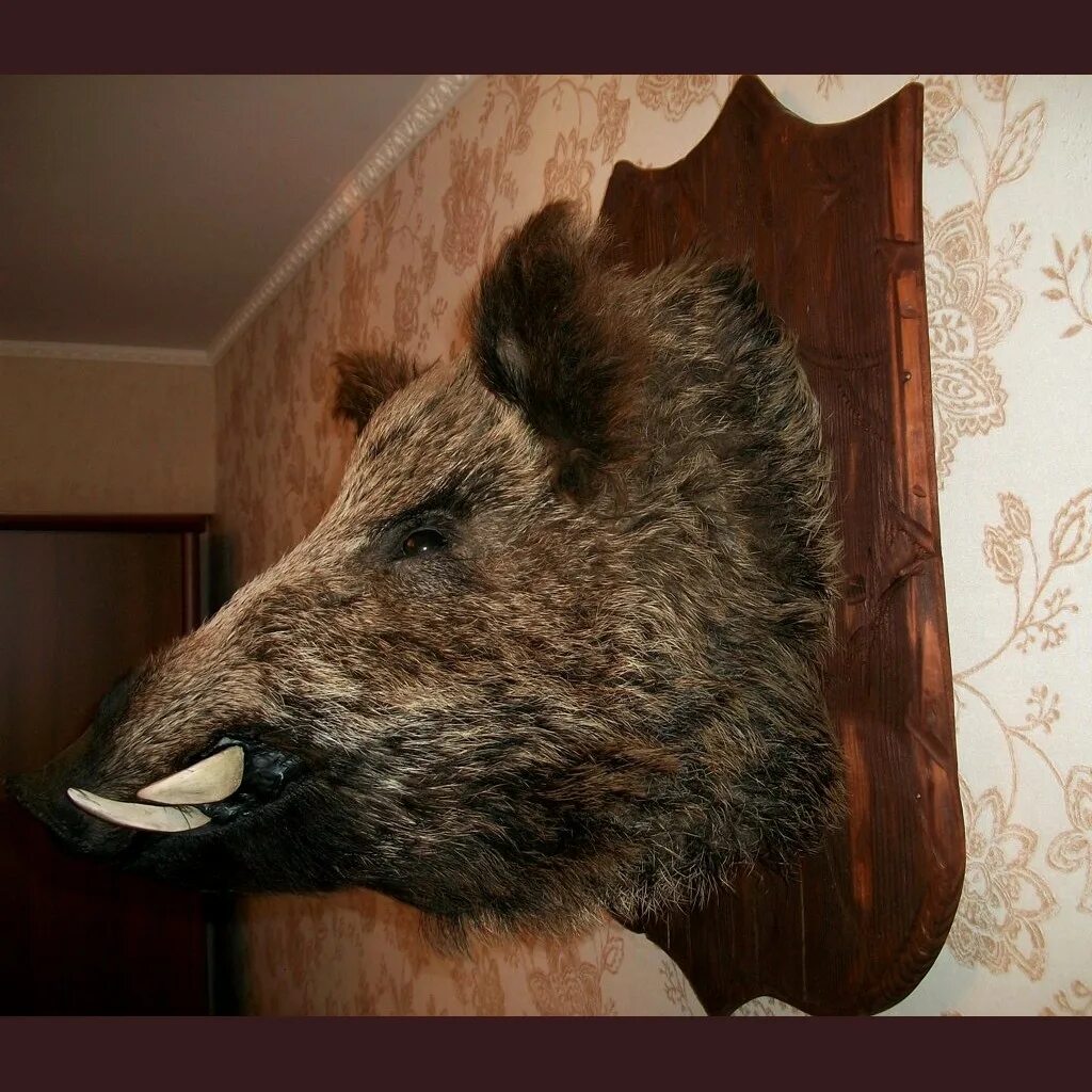 Гайно дикого кабана. Голова кабана таксидермия. Дом дикого кабана. Лежка кабана. Зимнее лежбище кабанов.