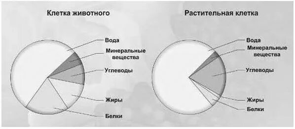 Какое общее свойство живых систем иллюстрирует впр