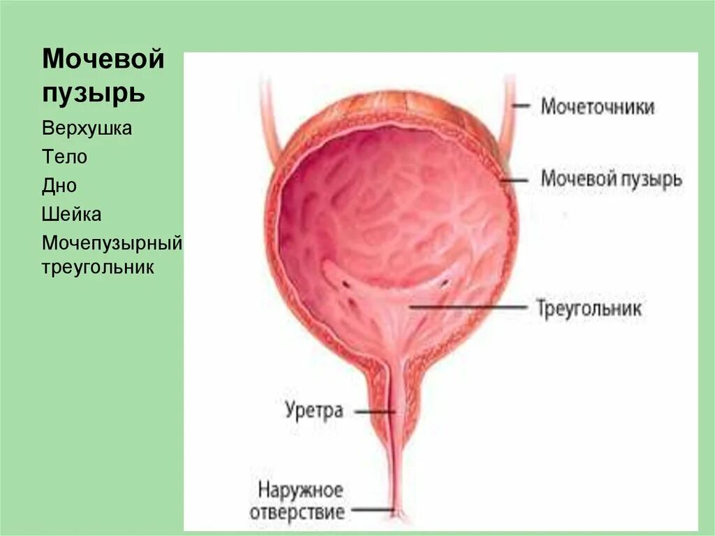 Внутреннее строение мочевого пузыря. Верхушка мочевого пузыря анатомия. Строение мочевого пузыря дно. Строение мочевого пузыря верхушка тело дно шейка. Строение мочевого пузыря анатомия человека.