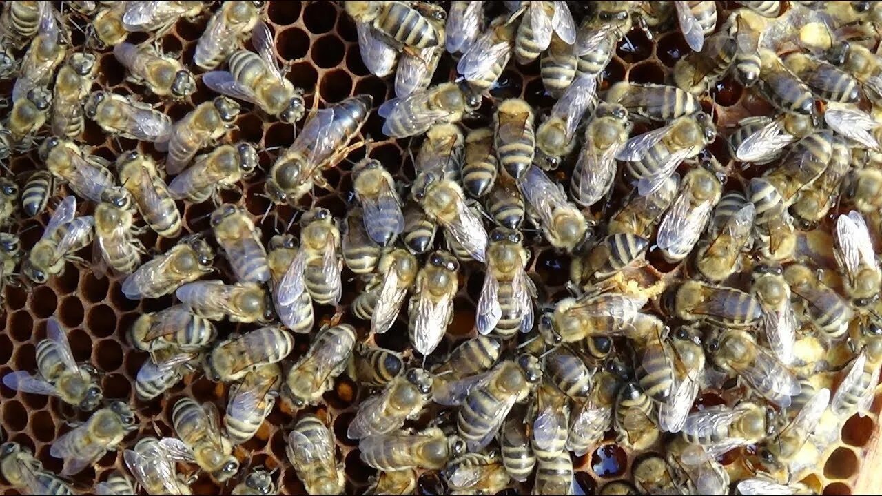 Отводок бакфаст. Первая пчела в истории. Облет матки пчелы. Молодая матка пчелы. Убитая пчела.