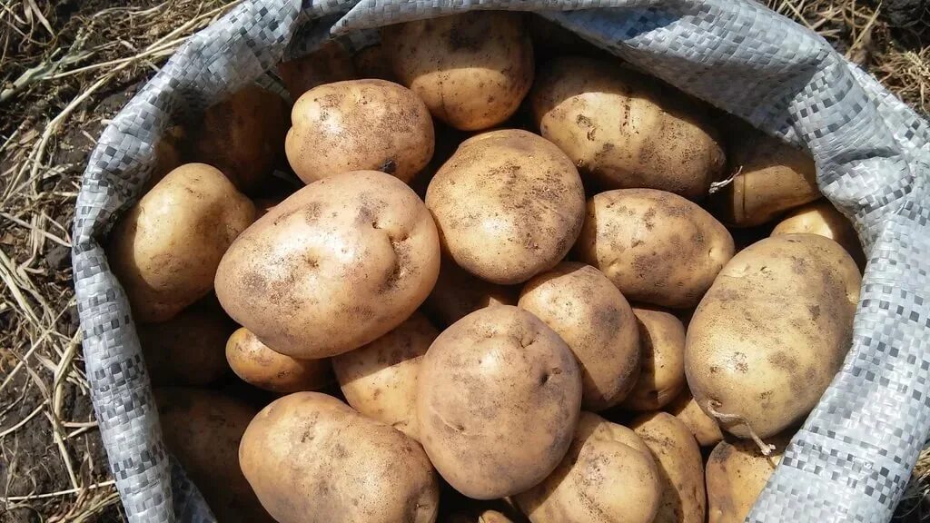 Сорт картошки ред скарлет. Крупная картошка. Чтобы картошка была крупной. Картошка сорт винета. Крупная картошка.