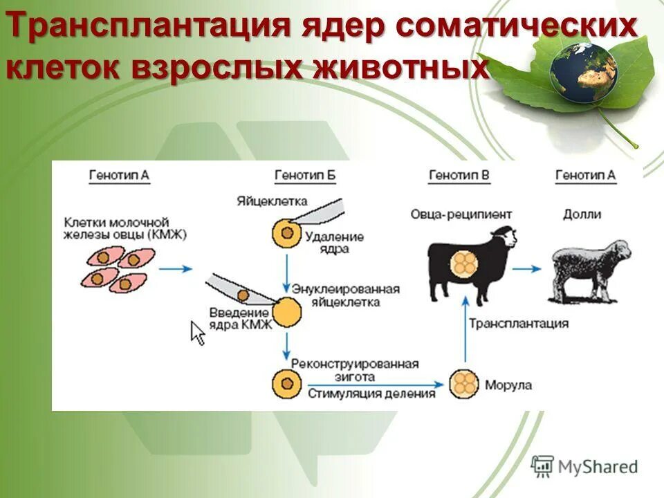 Клеточная инженерия животных. Клеточная инженерия клонирование животных. Клеточная инженерия примеры. Клеточная селекция этапы схема. Метод клеточной инженерии клонирование.