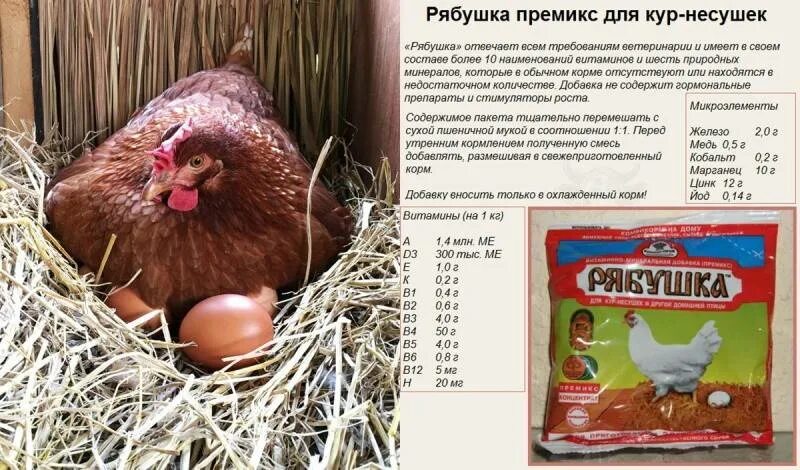Можно ли несушкам давать лук