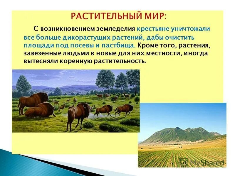 эндемики индии растения. растения индии. растительный мир древней индии. дикорастущие растения древней индии. дикорастущие и культурные растения.