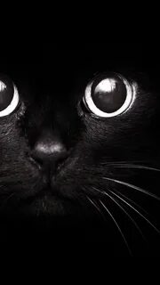 Телефон черного кота