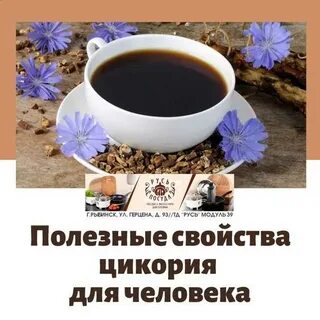 Вред цикория для организма здоровья человека