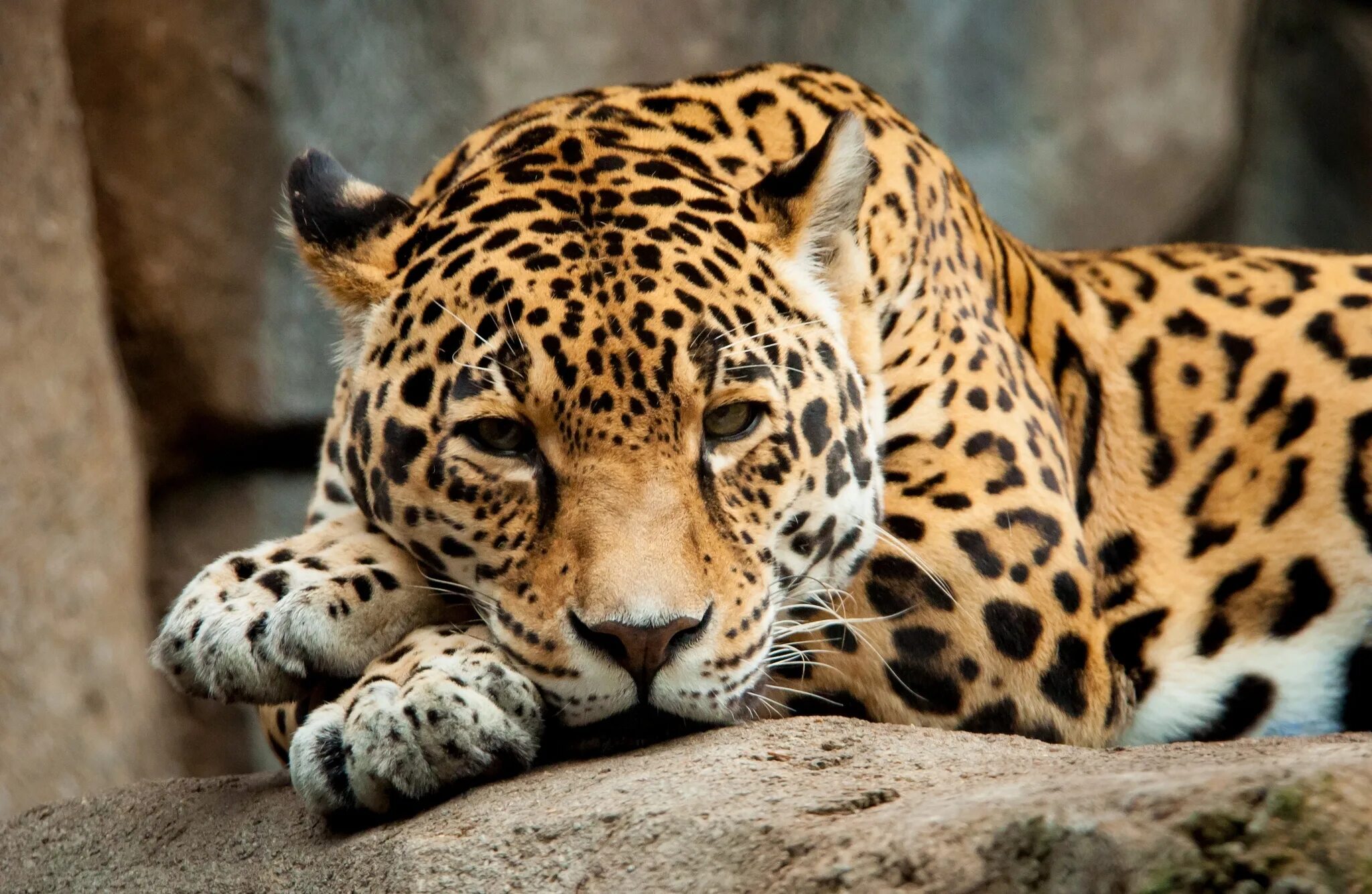 Анатолийский леопард. Ягуар животное. Красивые животные. Красивый Ягуар.