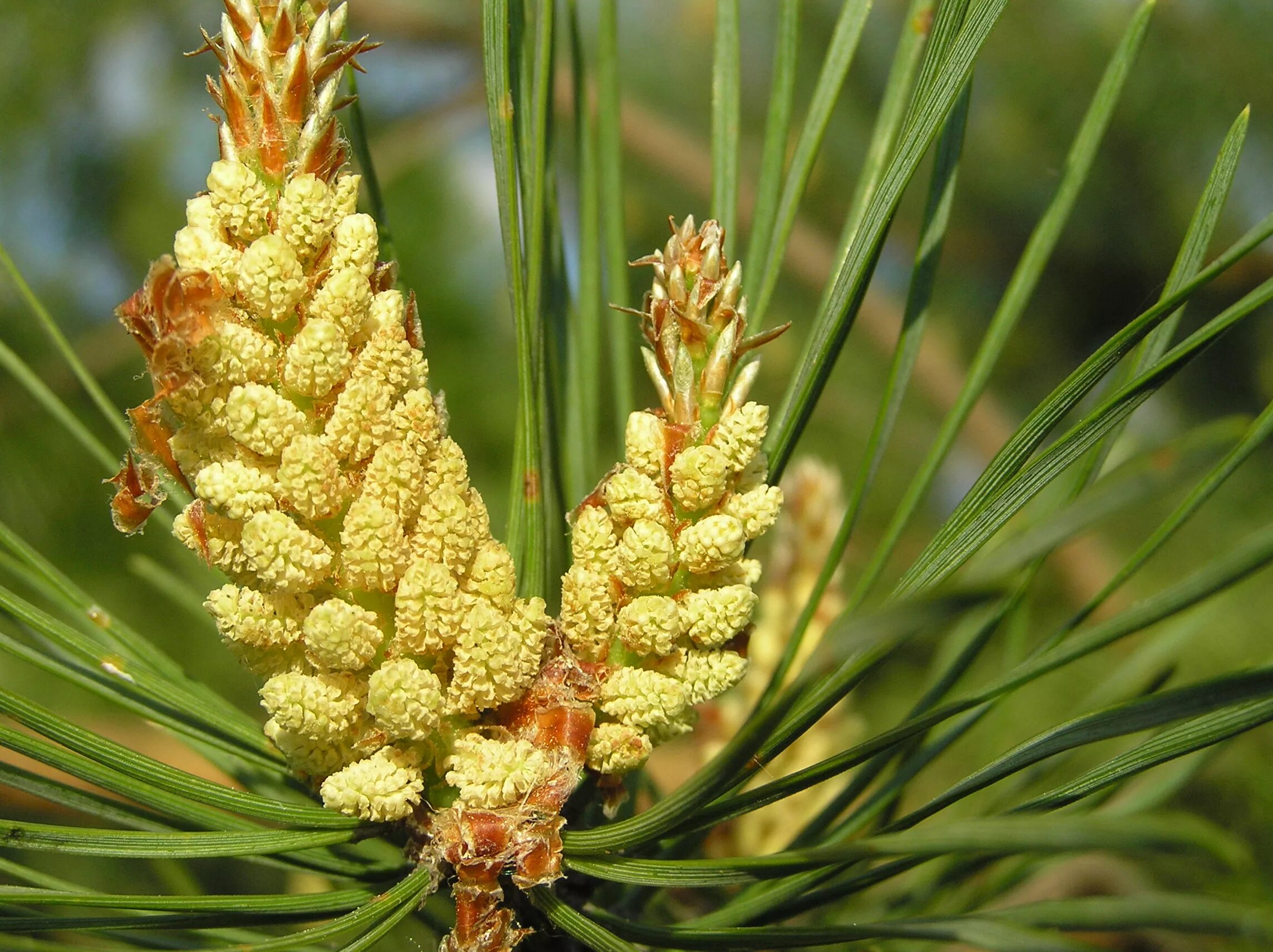 Пыльца сосны полезные. Pinus Sylvestris. Шишка сосны обыкновенной пыльца. Макростробил Pinus Sylvestris (сосна обыкновенная). Пыльца пицундской сосны.