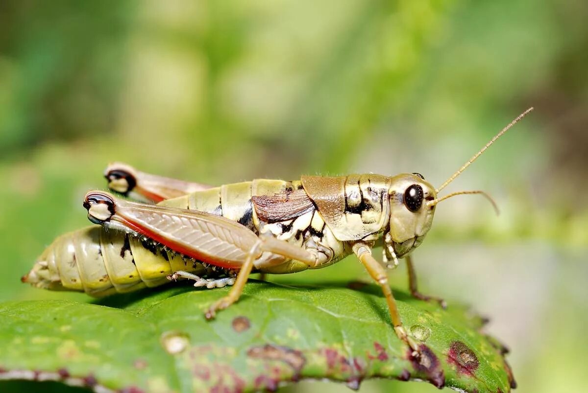 Стрекозы прямокрылые. Личинка кузнечика. Среднеазиатская саранча. Личинка прямокрылых. Саранча перелетная locusta migratoria.