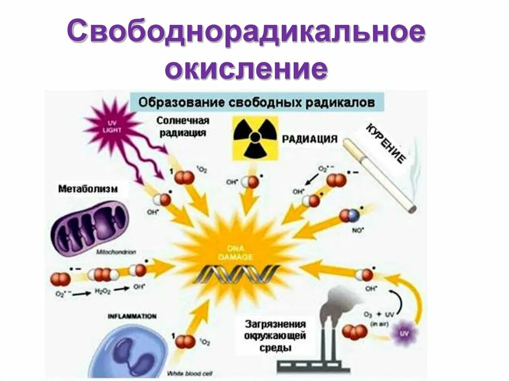 Свободно свободное излучение. Механизмы свободно-радикального окисления. . процессы свободнорадикального окисления биохимия. свободнорадикальное окисление механизм. типы радиации.