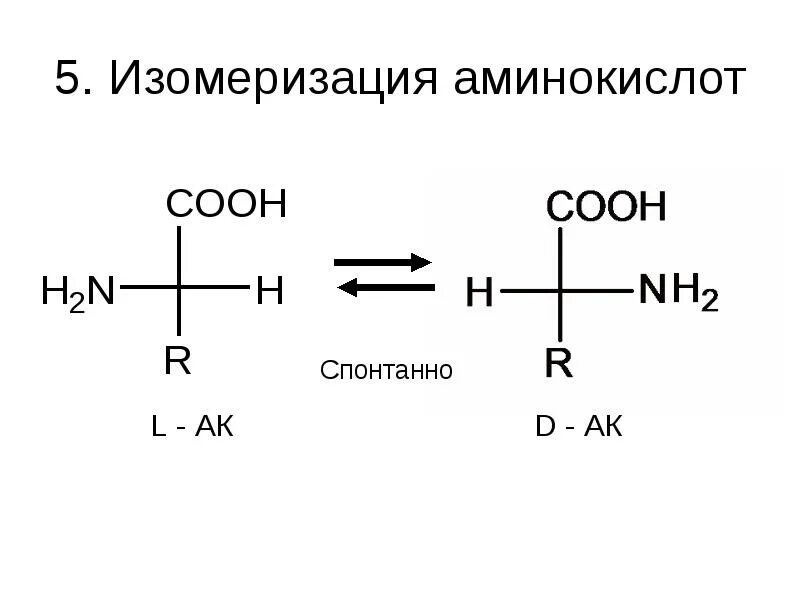 Общие пути обмена аминокислот. Изомеризация аминокислот. изомеризация аминов. общие пути распада аминокислот.