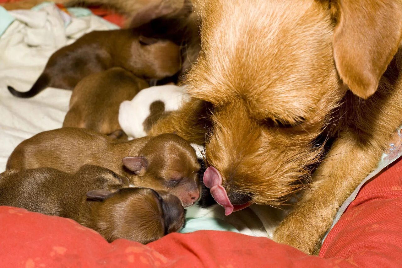 Как рождаются щенки. Щенки и собаки. Фотосессия щенков. Щенки с мамой. Фото щенков.
