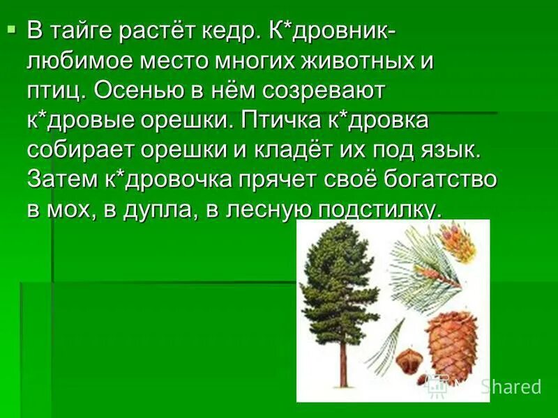 где растет кедр в мире. где растет кедр в мире. где растет кедр в мире. где растет кедр в мире. сибирский кедр деревья россии.