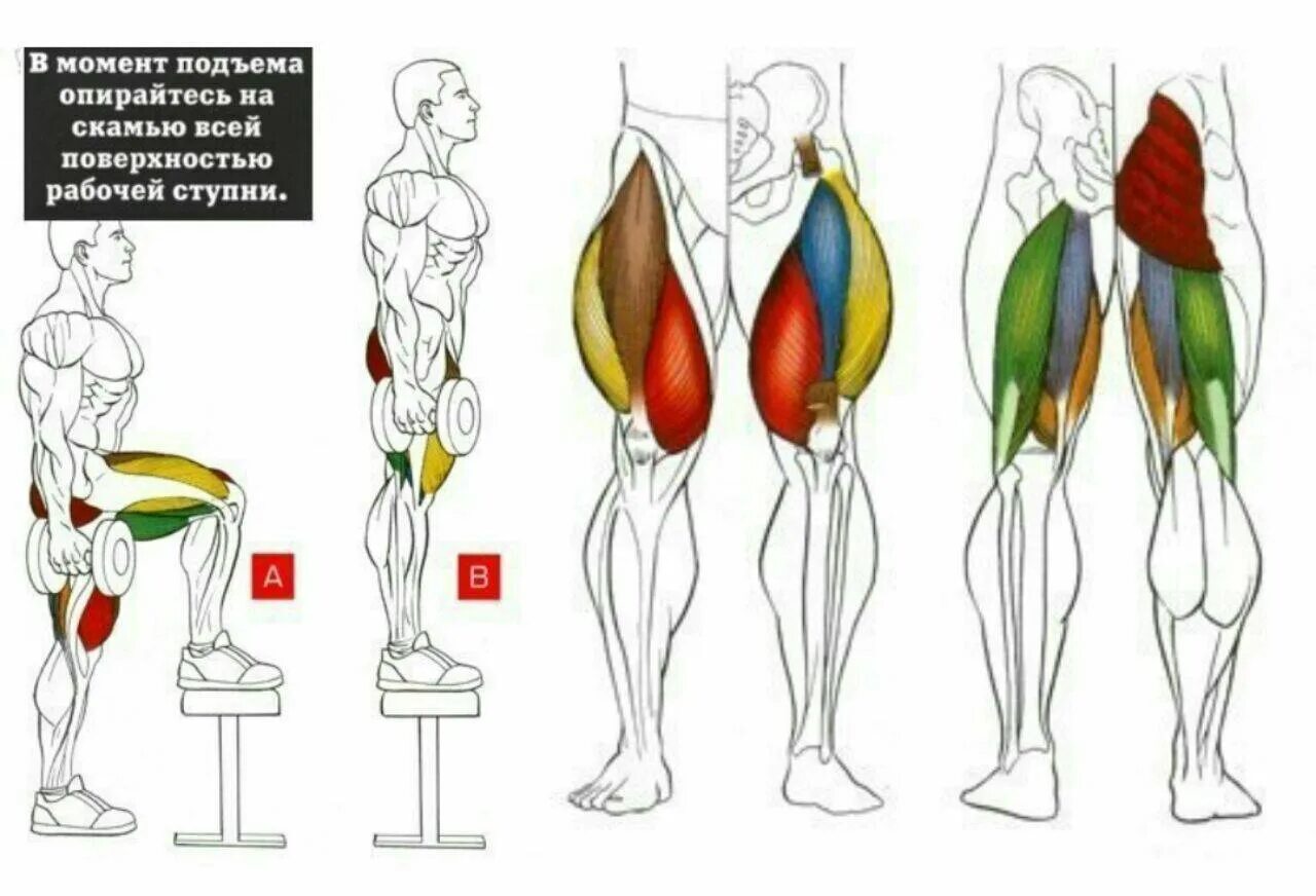Как накачать голень. Упражнения для прокачки квадрицепса бедра. Четырехглавая мышца бедра (квадрицепс). Квадрицепс анатомия бодибилдинг. Мышцы ног квадрицепс.
