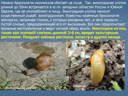 Моллюски обитают