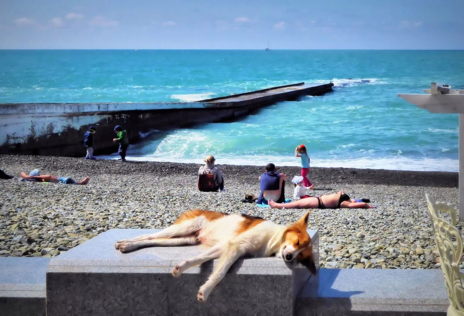 Отпуск в июне куда поехать в россии. Сочи море пляж. Отпуск в Сочи. Собака на курорте. На курорте с собачкой.