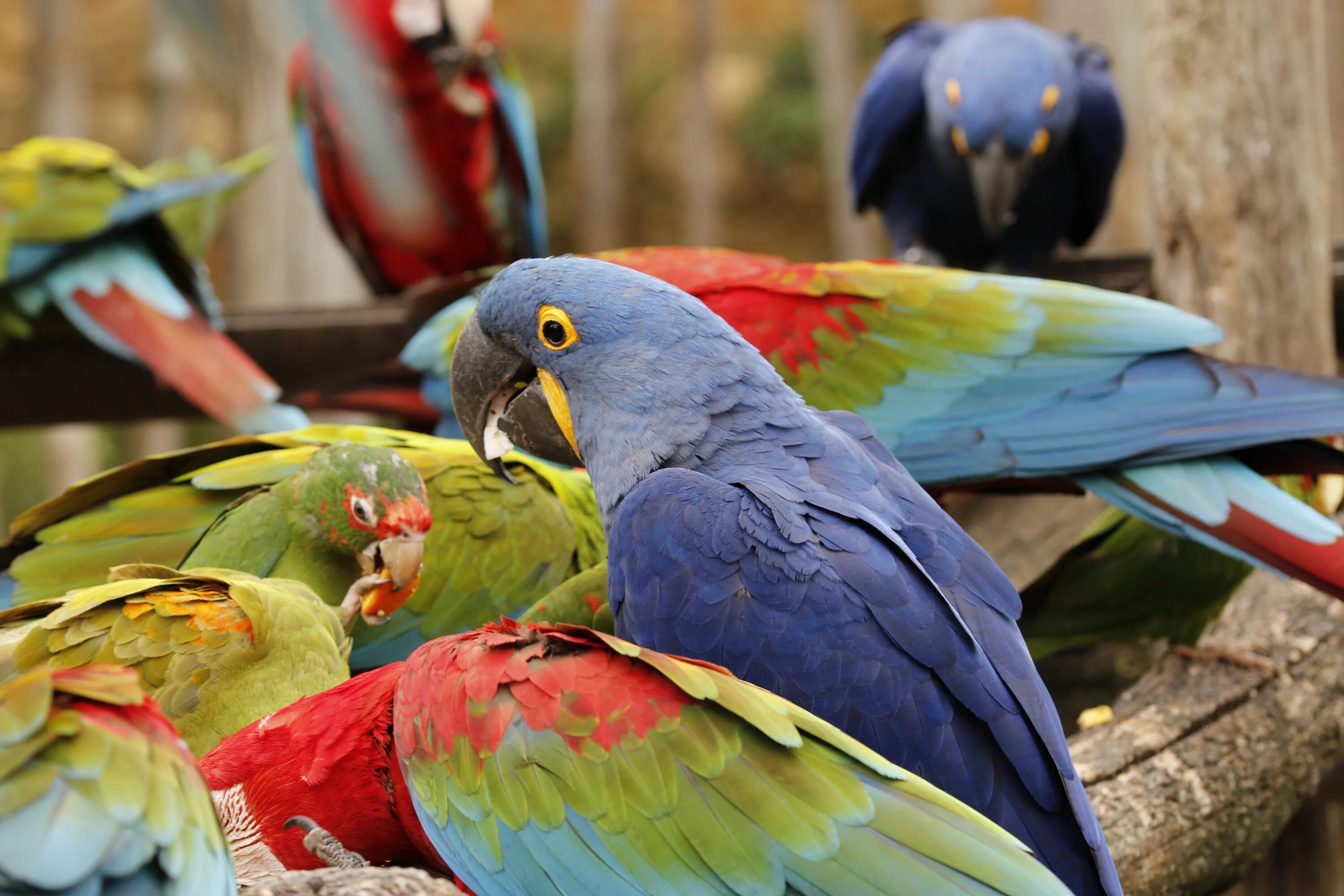 Попугай лорикет синий. Попугай ара зеленокрылый. Попугай ара фото. Большие попугаи.