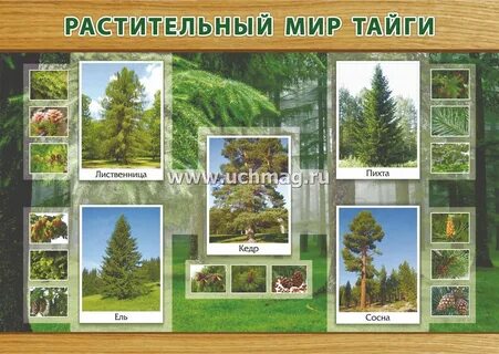 Зона тайги растительность