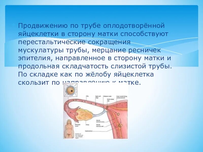 Женская половая труба. Оплодотворение в маточной трубе. Перистальтическое сокращение труб мерцание ресничек эпителия. Функция маточной трубы проведение яйцеклетки от. Мерцания ресничек в маточная труба.