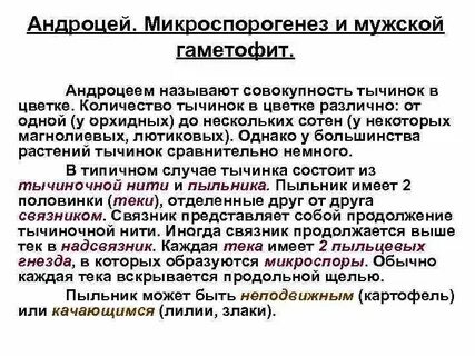 Андроцей это
