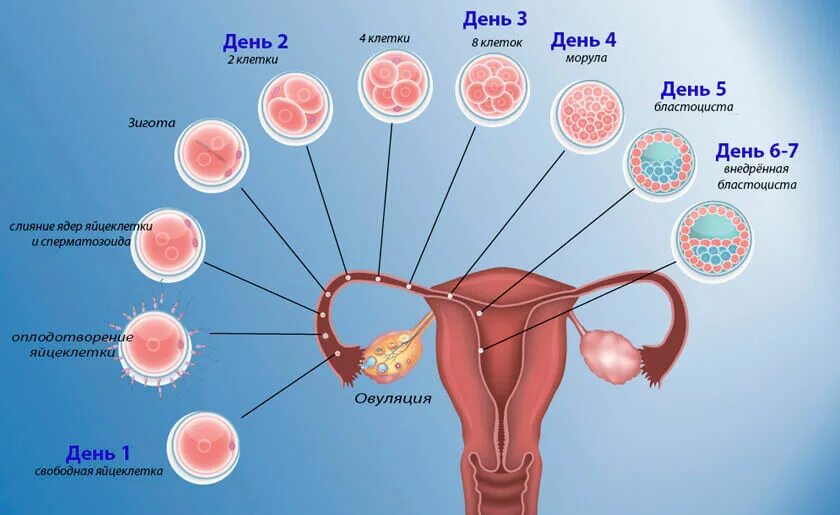 Забеременела на 7 цикл. Зачатие. Овуляция. Зачатие и оплодотворение.