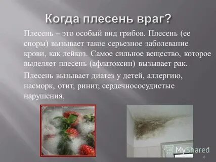 Плесневые грибы доклад
