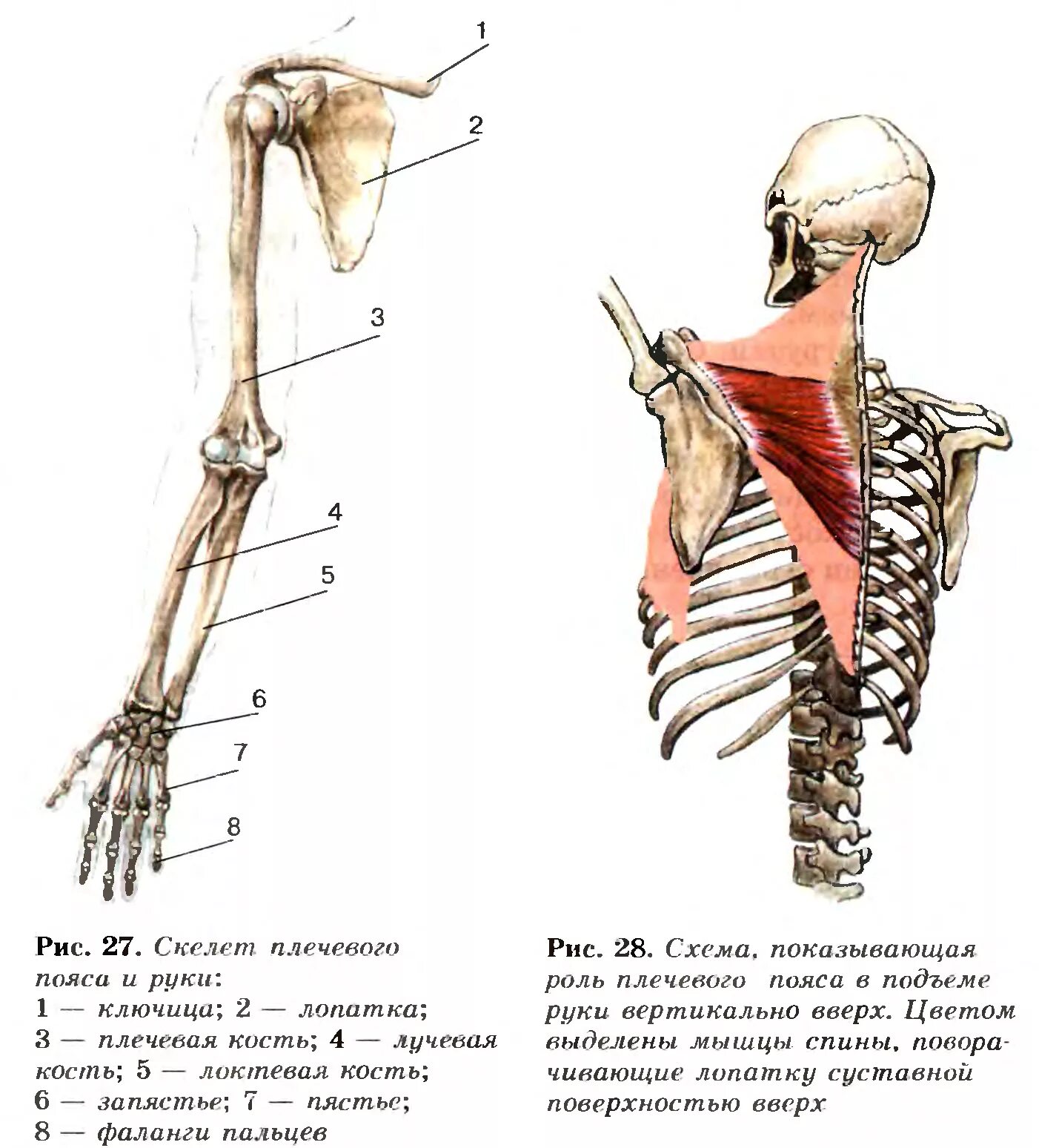 Скелет верхней конечности лопатка. Анатомия плечевого пояса человека. Скелет плечевого пояса Тип соединения. Скелет верхнего плечевого пояса.
