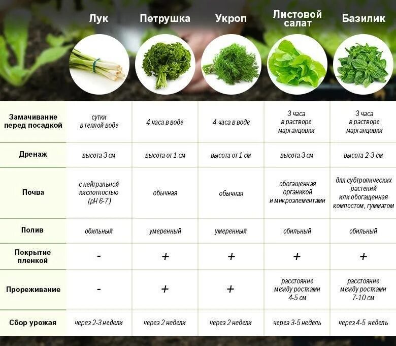 Сколько можно есть салата. Разновидности зелени. Зелень таблица. Схема посадки листового салата. Схема посадки рассады салата.