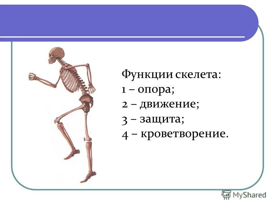 Функция скелета организма. Опорная функция скелета. Анатомия опорно двигательная система скелет. Опора и движение кости скелета. Скелет опора человека.