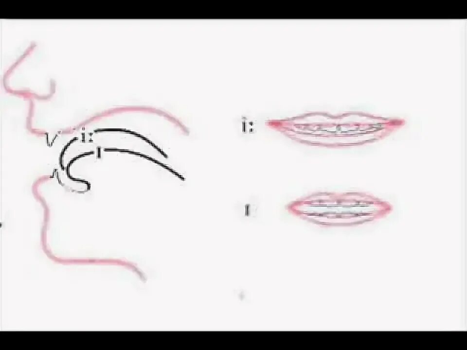 Английская артикуляция. Звук i артикуляция. Артикуляция звука i в английском. Артикуляция звука ы. Произношение звука i.