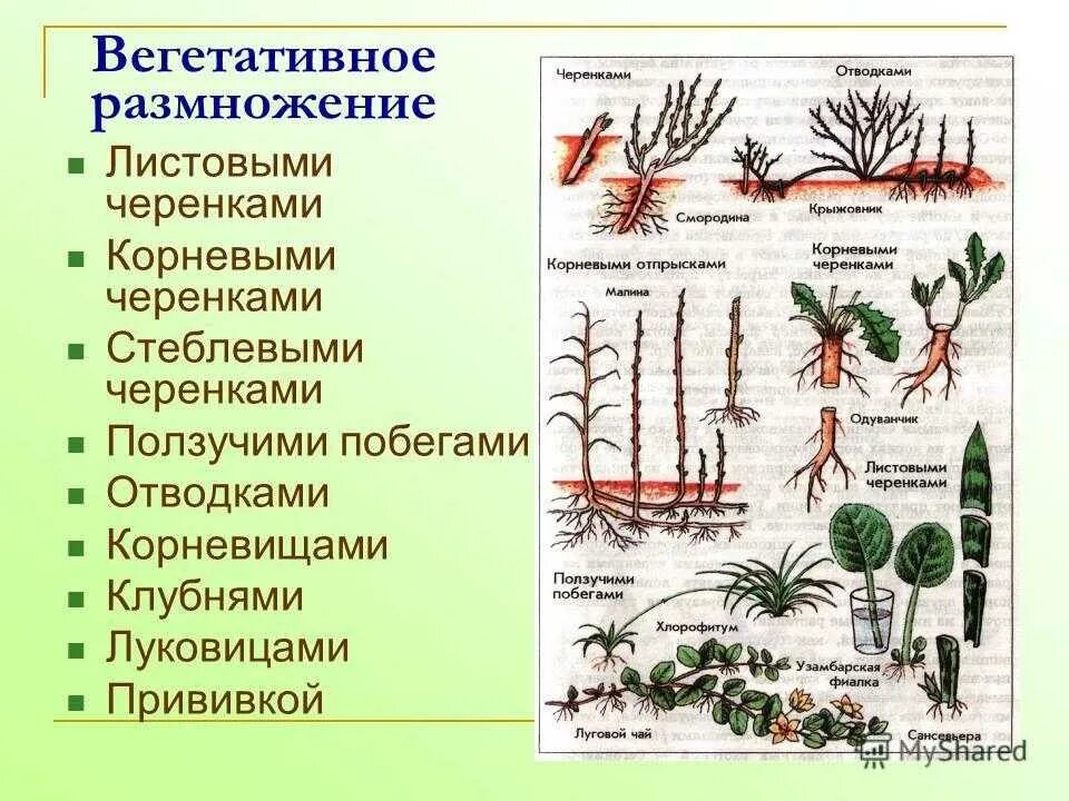 К вегетативному размножению относится