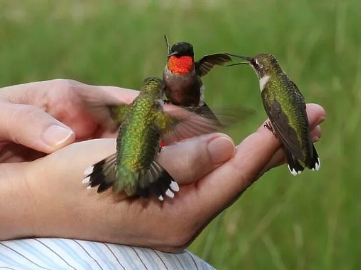 Как называется самая маленькая птица. Самая маленькая птичка Колибри. Колибри самая маленькая птица размер. Самая маленькая Колибри размер. Колибри габариты.