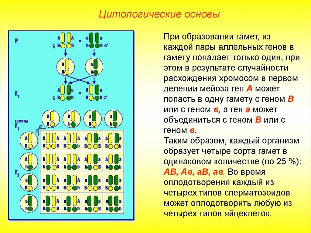 Образование новых комбинаций генов. Цитологическое обоснование 3 закона Менделя. Дигибридное скрещивание цитологические основы. Цитологические основы 3 закона Менделя. Третий закон Менделя цитологические основы.