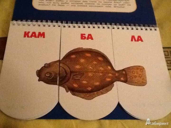 Рыба пера 5