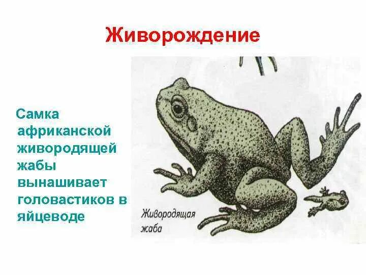 Яйцеживорождение у пресмыкающихся