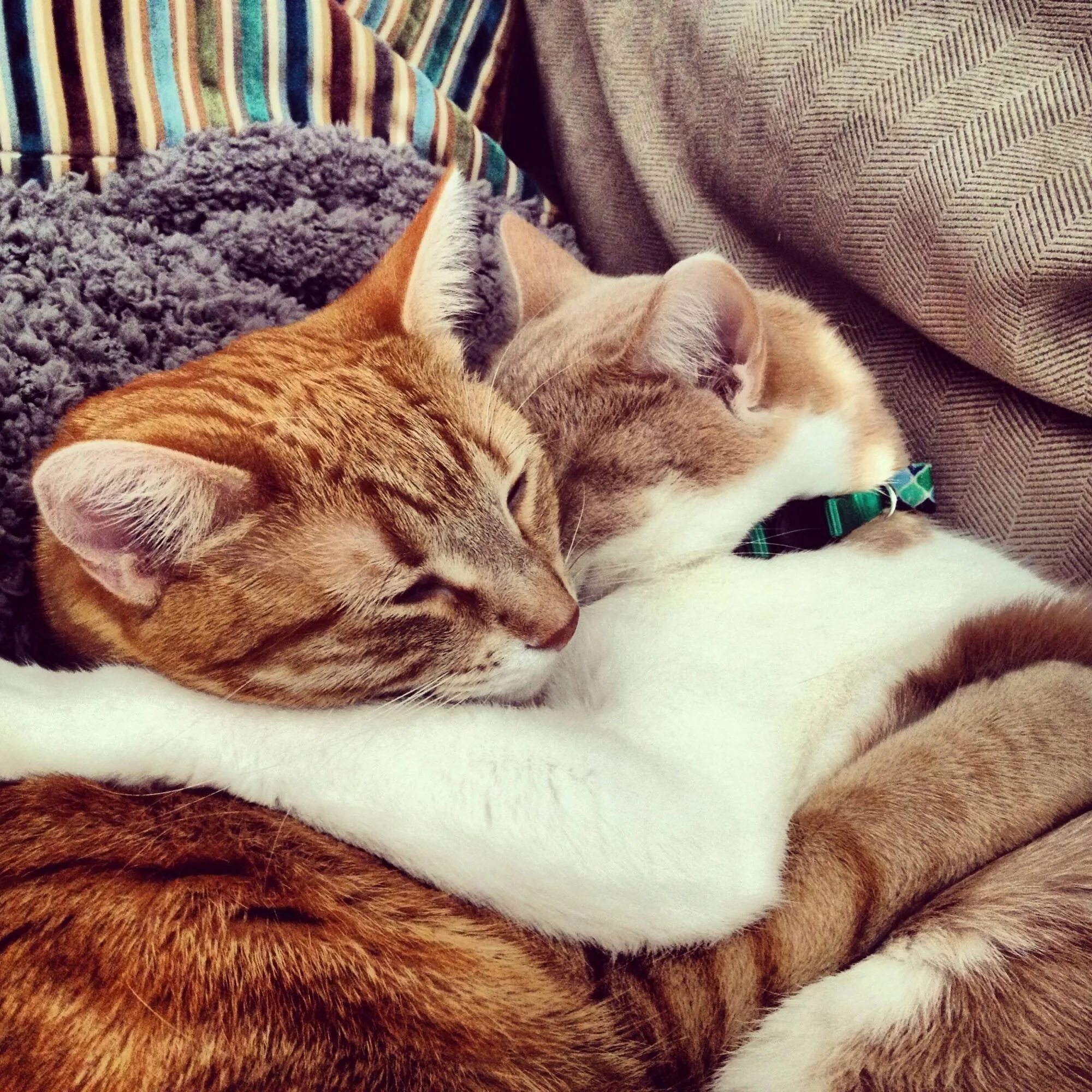 Обнимать кошку. Котики обнимаются. Котики в обнимку. Кот с кошкой в обнимку. Милые влюбленные котики.