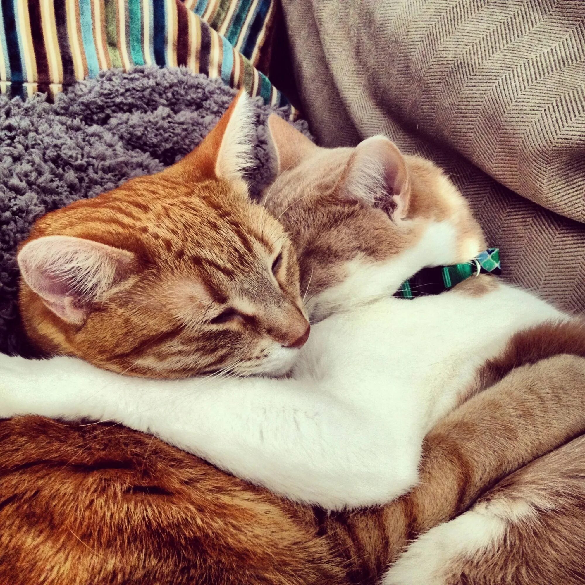 Кот обнимаю картинки. Кошки обнимаются. влюбленные котики. котики обнимашки. кошки в обнимку.