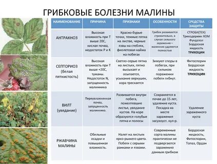 Способы борьбы с вредителями клубники