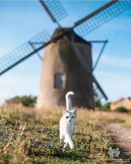 Мельница кота