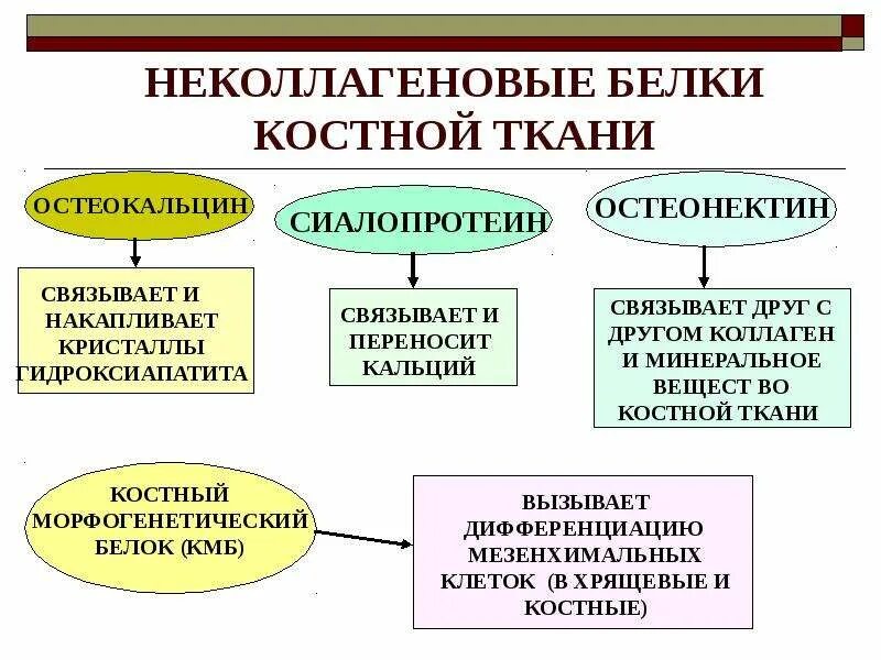 Неколлагеновые белки соединительной ткани. Неколлагеновые белки костной ткани. Состоит из остеоцитов какая ткань. Белки костной ткани биохимия. Неколлагеновые белки костной ткани.