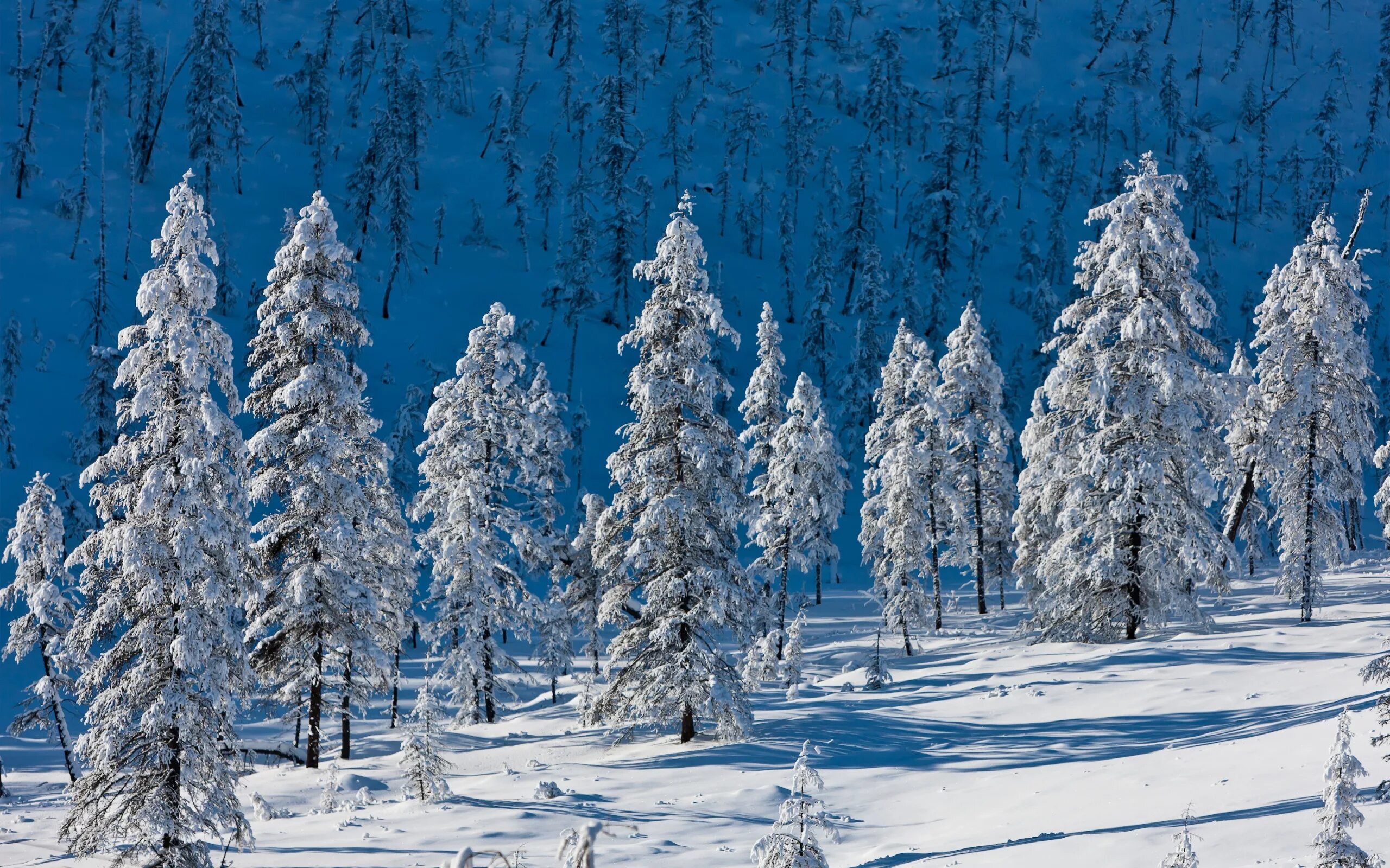 Покажи зимнюю картинку. Зимний лес. Зимняя природа. Красивая зима. Заснеженный лес.