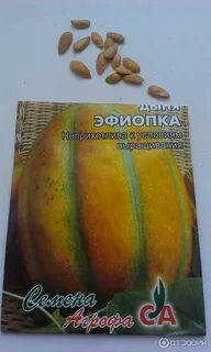 Эфиопка дыня отзывы описание сорта
