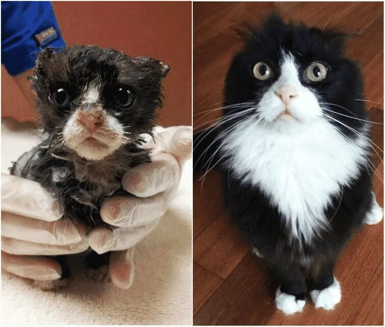 Кот после улицы. Котята до и после. подобранные котята до и после. бездомные кошки до и после. котята до и после спасения.