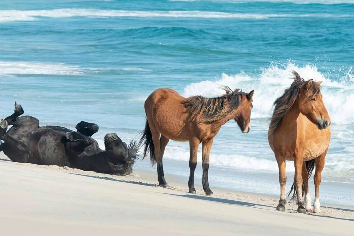 Wild horse islands the hunt