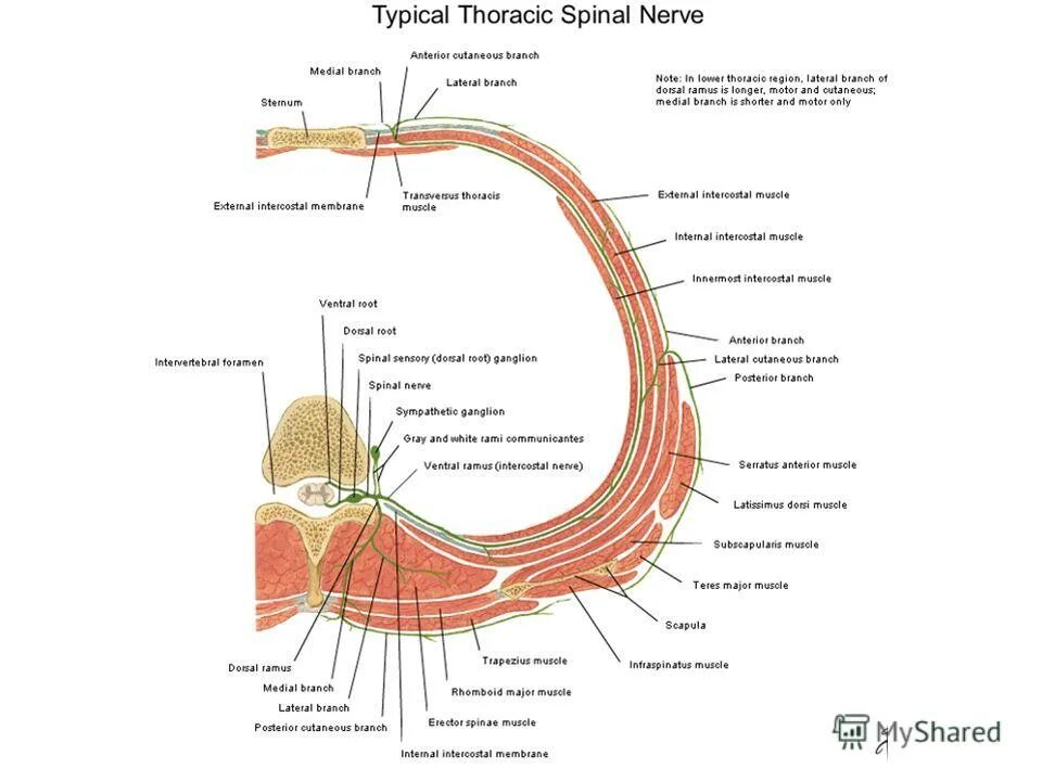 онтогенез мышечной системы