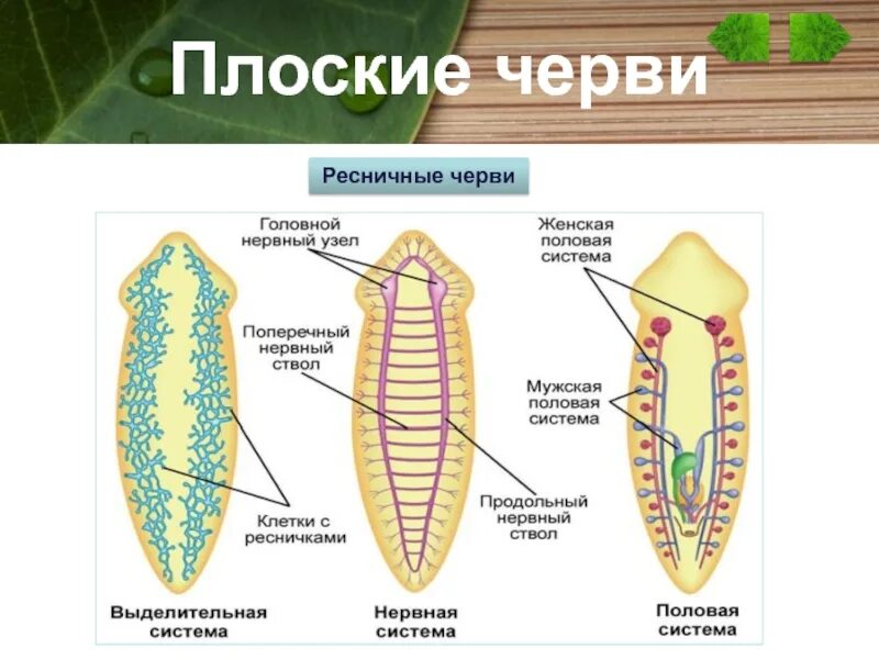 Система ресничных червей. Половая система плоских червей строение. Тип плоские черви половая система. Схема органов плоских червей. Репродуктивная система червей плоских.