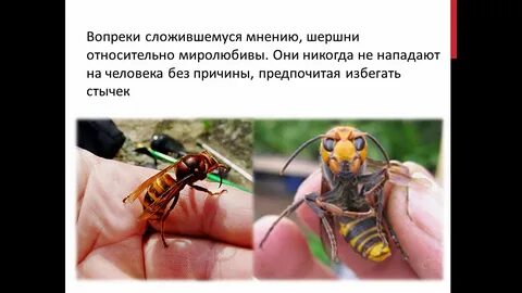 Умирает ли шершень
